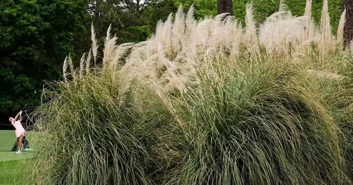 奧古斯塔大師賽第7洞變險惡 昔日「美麗小洞」今成挑戰