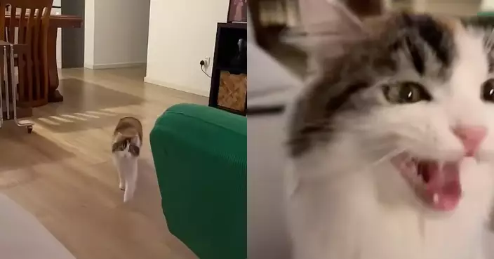 貓咪疑嫌飼主唱歌難聽 暴衝百米伸爪閉麥 網笑翻：牠真的聽懂歌詞了