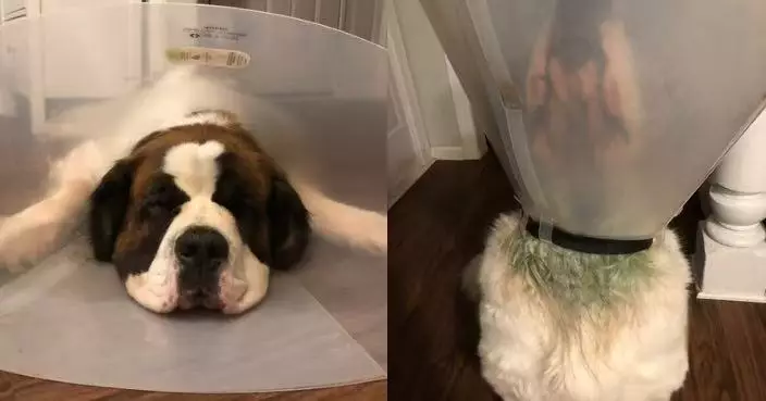 聖伯納犬瞓醒頸部毛髮突變綠 教授主人揭非變異而是罕見「化學反應」