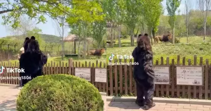 真棕熊活動量下降 瀋陽動物園派職員穿熊裝出巡 人氣不輸真熊