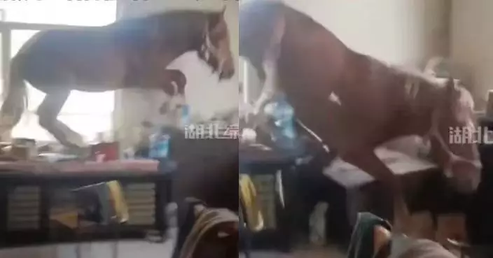 趁教練離開闖入屋內「拆家」 4歲血馬跳上餐桌踩爛餐具被封：馬界二哈！