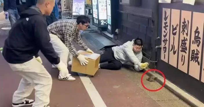 日本網紅為流量挑戰「徒手捉老鼠」！新宿鬧市圍捕　網友憂漢坦病毒風險