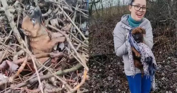 受困樹枝泥地無法脫身 受虐狗狗見人靠近即淒厲尖叫 獲救後逐漸放下恐懼