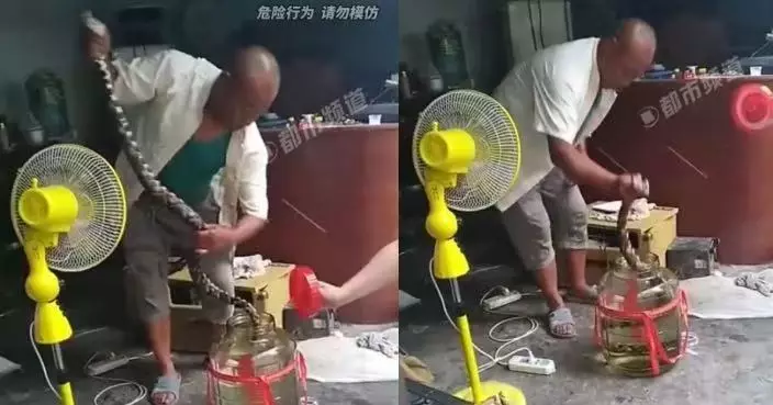 廣東大爺徒手捉蛇泡酒 生猛大蛇被塞酒缸瘋狂扭動 驚悚畫面曝光！
