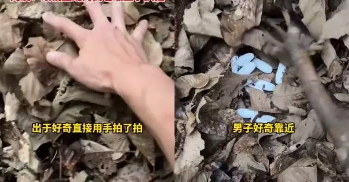 廣東男行山撥開枯葉驚見「白色巨蛋」網民估：係眼鏡王蛇巢穴