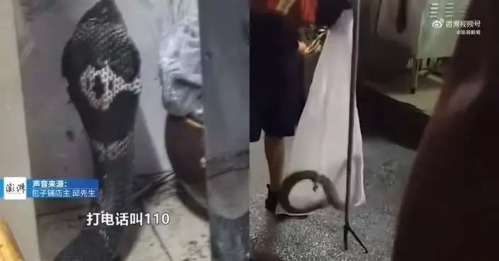 深圳包子舖天花板突跌落手臂粗眼鏡蛇 店主嚇壞即逃 消防到場捕獲