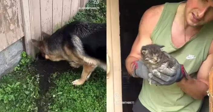 廢棄棚屋外瘋狂嗅聞挖地 兩德國牧羊犬意外救出兩隻虛弱小貓
