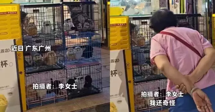 不用真貓改用公仔展示 廣州寵物店吸引顧客方式獲讚友善動物