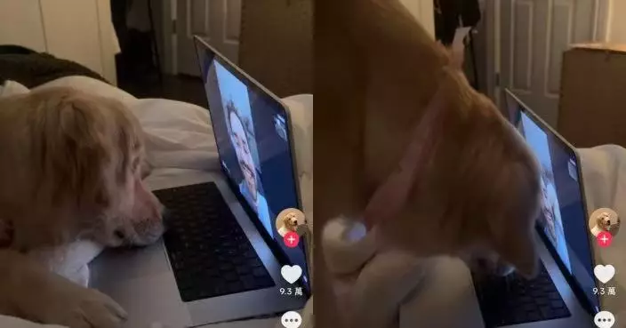 同出差男主人視像通話 黃金獵犬下秒跑電腦螢幕後方尋人可愛又惹人心酸