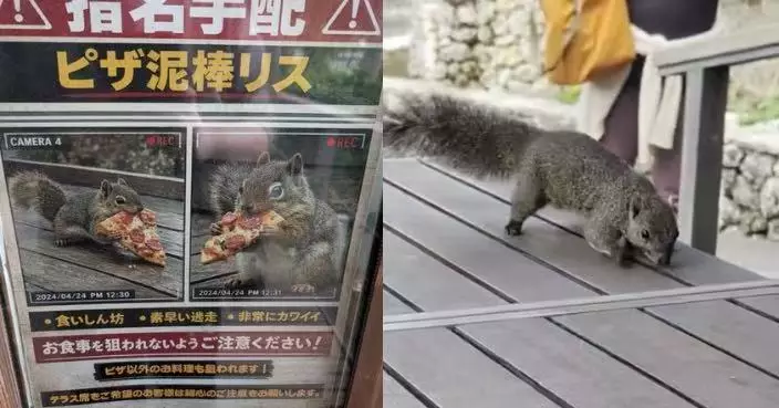 日本公園貼「松鼠小偷」通緝令 遊客以為AI惡搞轉頭即遭本尊打劫