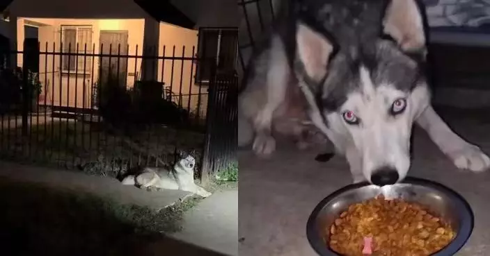主人一家遭遣返 美哈士奇街角苦等逾半年拒離開 流浪比特犬默默陪伴成唯一依靠