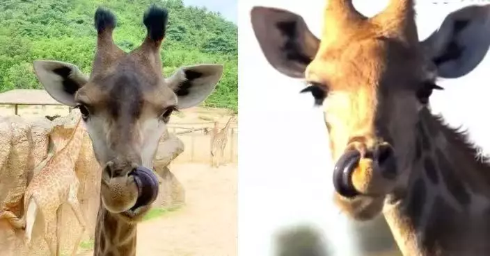 杭州動物園長頸鹿伸脷「挖鼻孔」爆紅引網笑唔體面 保育員：在清潔鼻腔