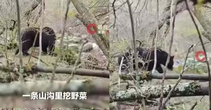 有片！四川男山溝挖野菜驚遇黑熊 相距僅2米對視1分鐘驚險脫身