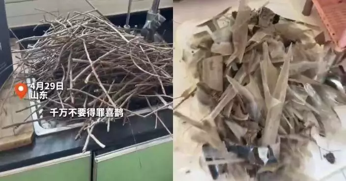 3度拆窗外巢穴 青島男遭喜鵲叼碎玻璃鐵絲「封窗」報復哭笑不得