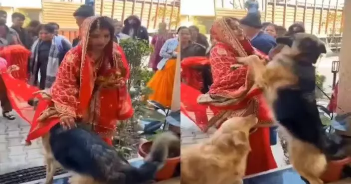 婚禮送嫁變催淚現場 德牧犬與金毛犬不捨新娘離開衝上前挽留惹哭網民