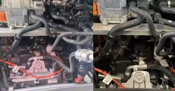 新車開回家頻傳貓叫聲 合肥車主揭引擎蓋藏4小貓疑已待多時 4S店咁處理
