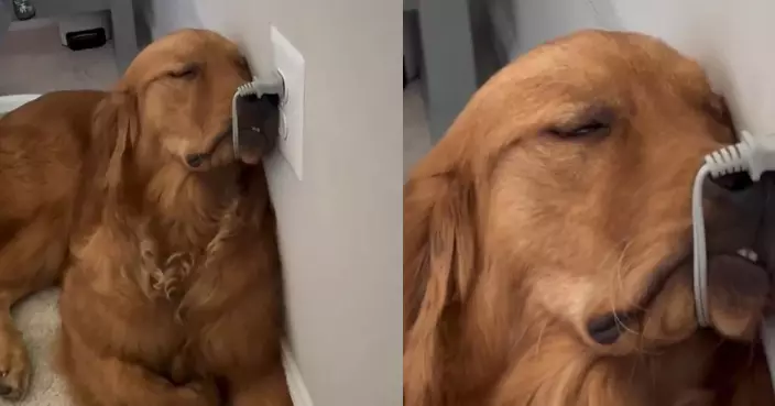 陪主人工作意外睡著 黃金獵犬頭掛電線靠牆熟睡萌翻網民：牠在充電！