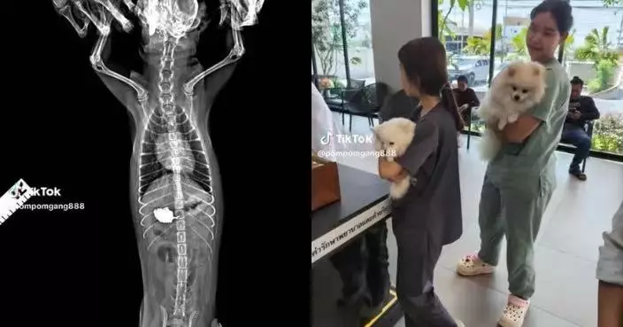 趁飼主熟睡啃食逾5萬金項鍊 2隻博美犬胃內滿佈黃金碎塊急做手術取出