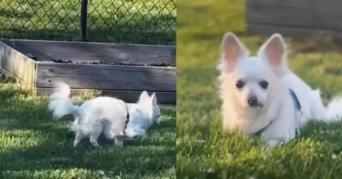 與新領養狗狗不合遭飼主放棄 11歲吉娃娃犬獲救援中心介入免遭安樂死