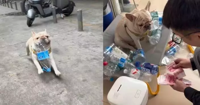 執膠樽5年交飼主變賣獲逾萬蚊 廣州法鬥犬爆紅後靠流量再收近12萬