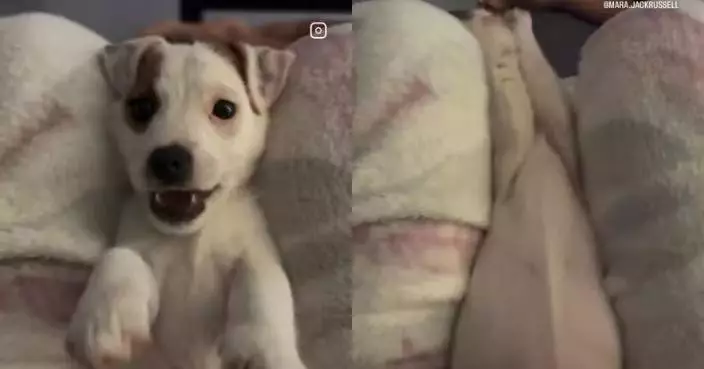卡主人腿縫反覆向後仰等拉起 傑克羅素梗犬沉迷玩「信任遊戲」萌翻網民