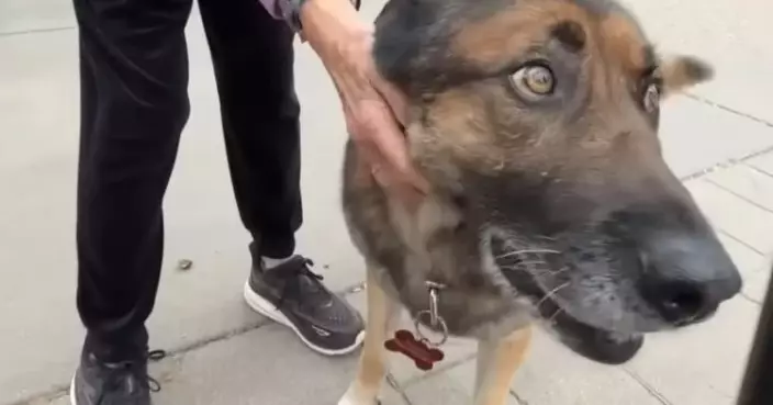 遛狗突遭狂犬病山貓撲倒 女飼主獲愛犬挺身搏鬥挽回性命：牠是我的英雄！