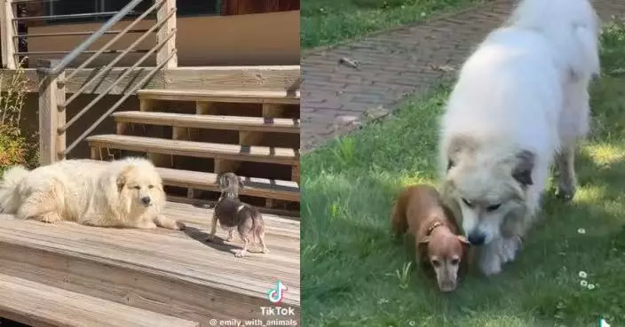 路邊拾獲大白熊犬本想暫收留 女子見牠與家中3狗狗相處融洽暖心收編