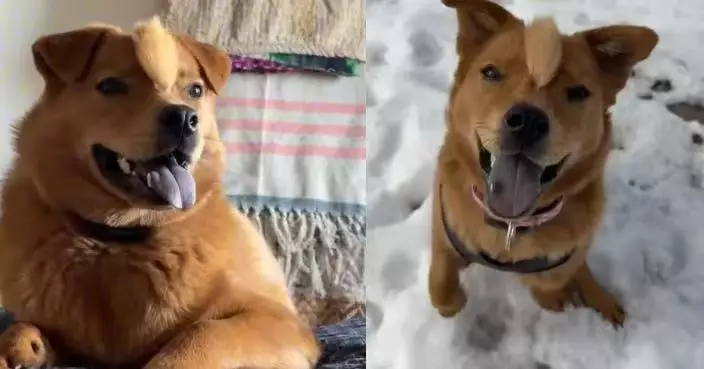顱骨異常長出雞冠頭 混種金毛犬獲暖心飼主領養擺脫安樂死命運