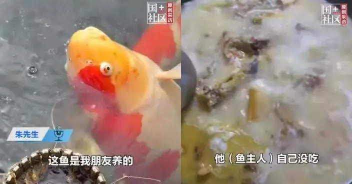 山東漢飼養多年大錦鯉缺氧亡 友人帶走煮魚湯炒魚籽直呼：好香！