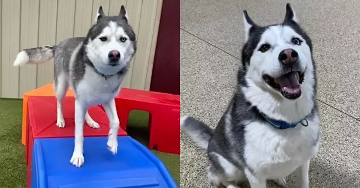 美空軍外勤託管哈士奇遭寵物保姆連車偷走 愛犬1個月後被發現慘死車內