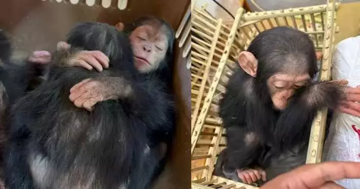 埃及破獲野生動物走私案 3隻年幼黑猩猩被麻醉藏木箱欲運往印度