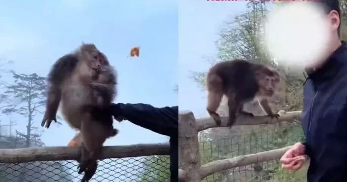 樂山馬騮懸崖邊食橘子突遭惡男猛推 幸反應迅速抓住護欄免墜崖