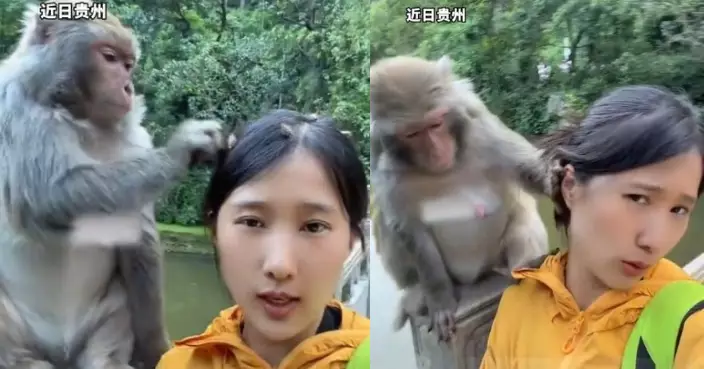 貴州女將蒼耳粘髮上求助 馬騮嫻熟摘完卻露嫌棄表情推開惹爆笑