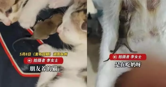 天敵變「母子」？母貓吃掉3隻老鼠幼崽後竟哺育餘下3隻 離奇畫面曝光