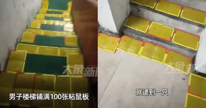 不堪鼠患佈「天羅地網」 東莞男自購百個黏鼠板鋪滿樓梯間惹安全隱患