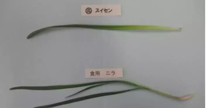 誤將水仙當韭菜煮餸 日本一家3口飯後食物中毒嘔吐腹瀉被緊急送院