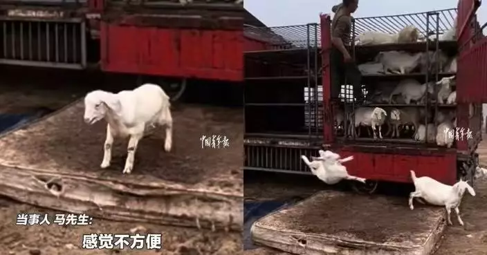 山東牧民妙用床褥「創意卸羊」 羊隻輕巧彈起穩妥著地畫面療癒又有趣