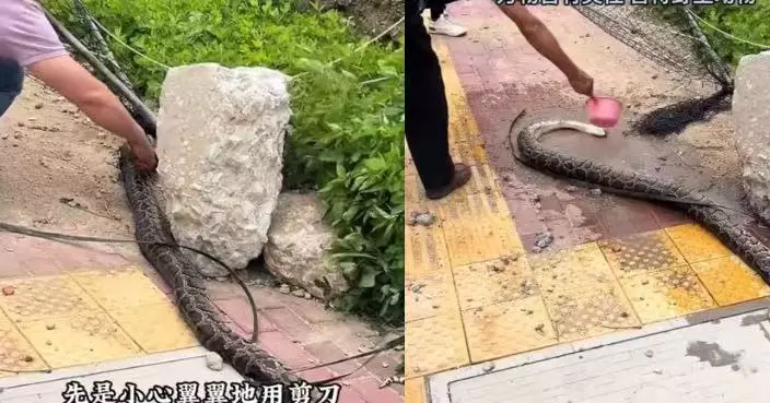 蟒蛇被圍欄繩索纏至奄奄一息 福建好心村民剪繩照顧2小時後耐心引導回深山