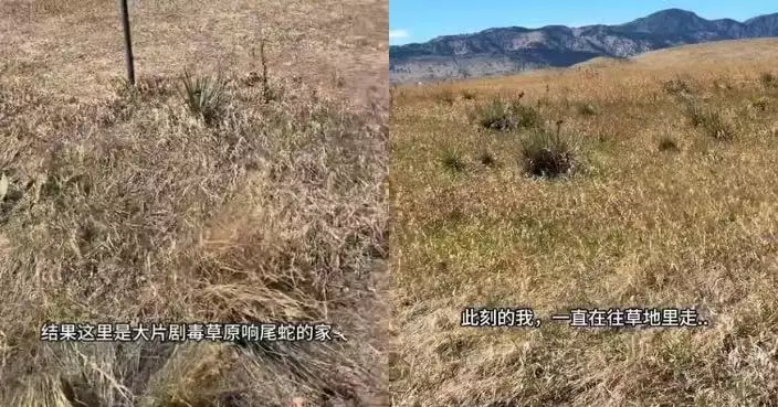 AI推薦「熱門散步地點」竟藏危機 旅美女子誤入響尾蛇區3度與毒蛇擦身而過