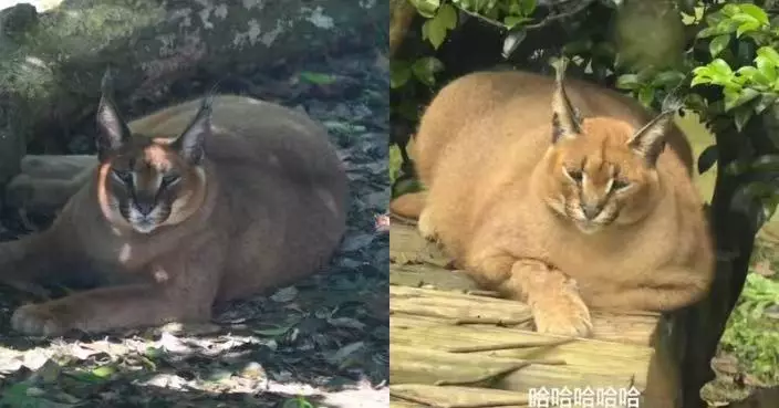 安徽動物園獰貓胖成「深水炸彈」爆紅 園方回應：身體指標正常暫毋須減肥！