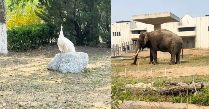 天津動物園幽默廣播暗指「動物吃得比你好」勸遊客勿投餵 引網笑：殺人誅心