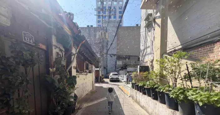 出遊留意！南韓「愛情蟲」危機提早  首爾山區及仁川已發現蹤跡
