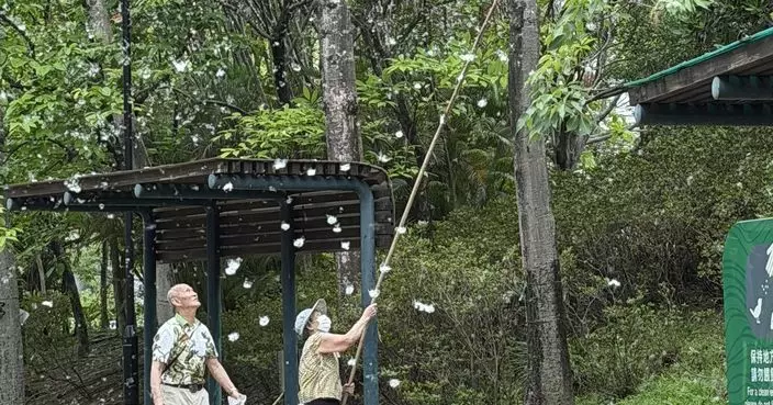 婆婆青衣公園揸竹採「五月雪」惹議 網民猜測收集棉花絮有此用途