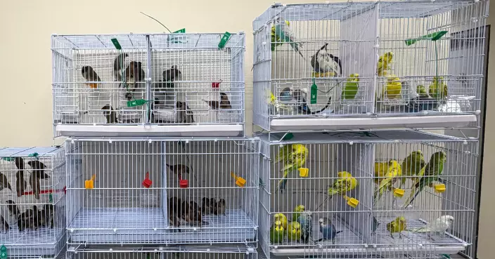 海關落馬洲檢242隻懷疑非法進口活雀鳥 估計市值近五萬元