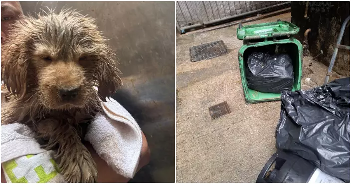 金毛犬BB遭棄旺角垃圾桶　警列「殘酷對待動物」