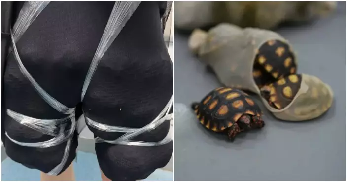 著黑色緊身褲藏58隻瀕危活體龜闖關   女子因濃烈動物腥臭味文錦渡海關被截查