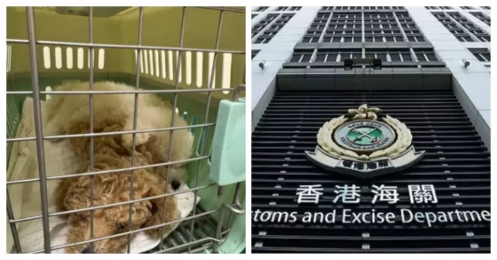 海關於落馬洲支線管制站檢獲兩懷疑非法進口活犬 38歲男子被捕