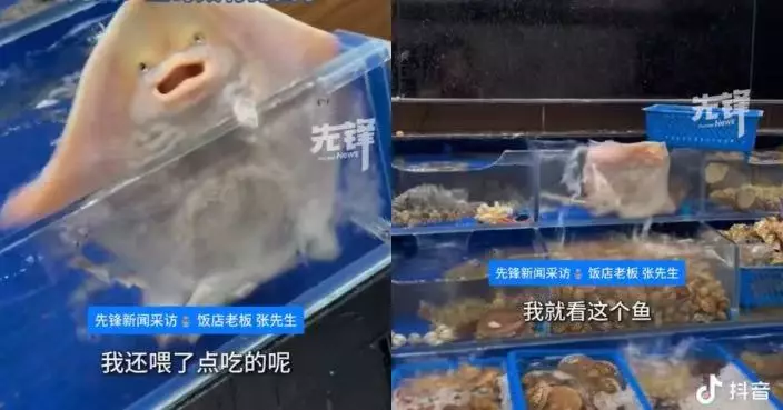 求生欲爆棚！海鮮店待宰魚隻半夜噴水弄壞電視引關注 老闆應網民要求決定放生