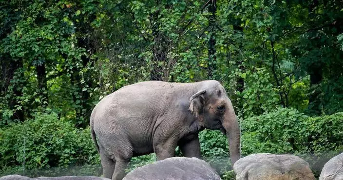 布朗克斯動物園大象Happy安樂死 曾證實大象具自我意識