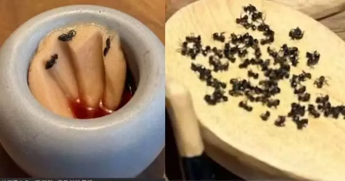 螞蟻未獲准列准食材！首爾米芝蓮二星餐廳雪葩撒螞蟻涉違食品法被起訴